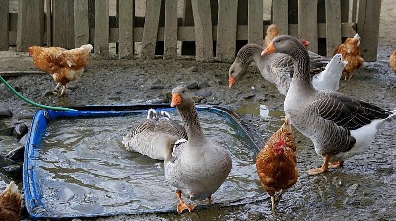 Penzion Zlatny Potok Mutné Dış mekan fotoğraf